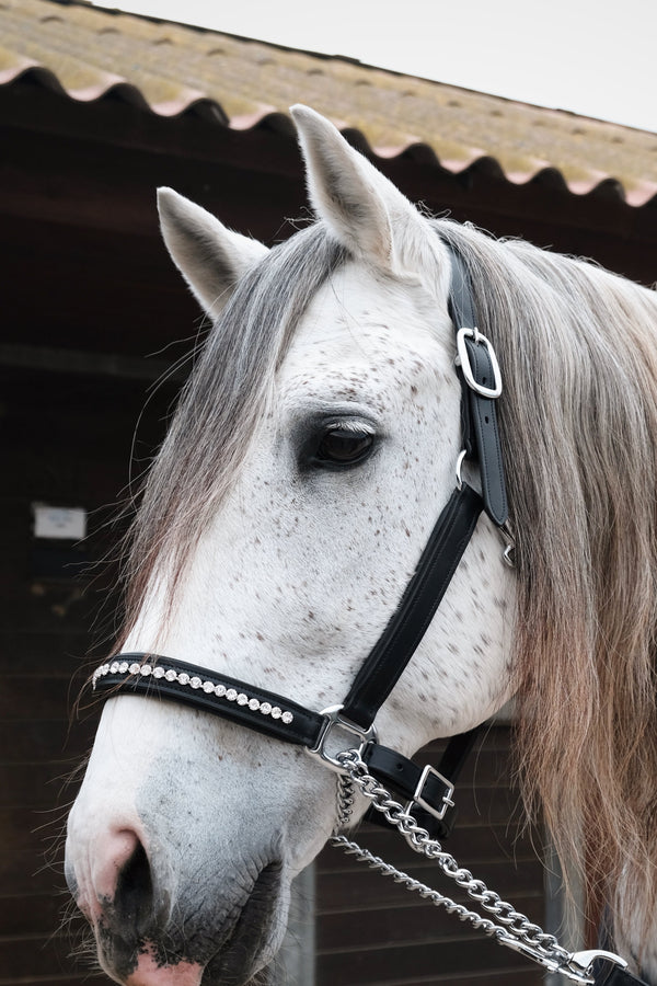 Cabezada de Cuero Imperial para Caballo | Brida Premium – Celiana Equestrian