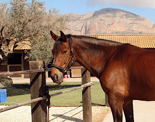 Accesorios para Caballo Premium | Celiana Equestrian España