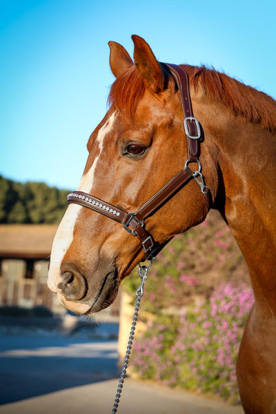 Cabezada de cuero para caballo Imperial