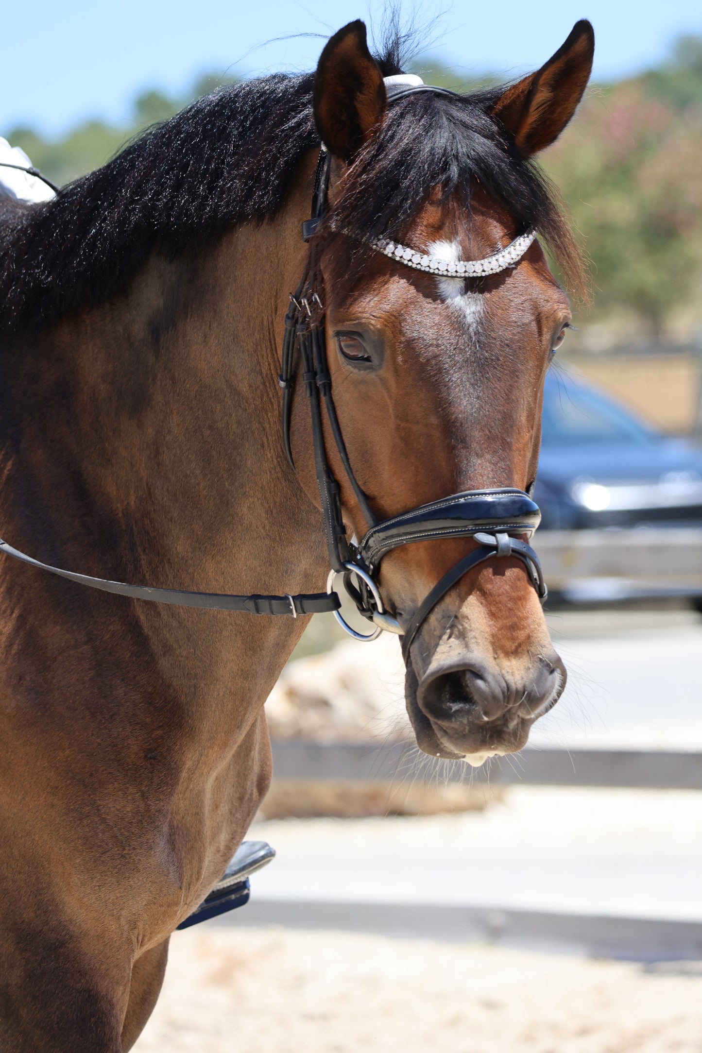 Frontal pour cheval avec cristaux – Diamant Impérial | Celiana Équestre