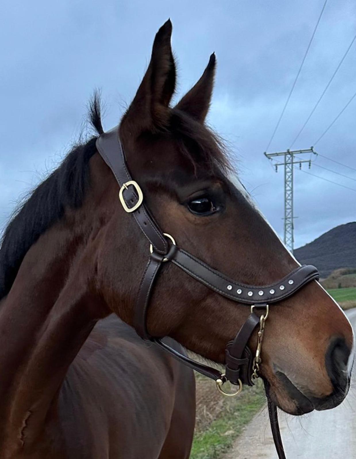 Licol Ducros – Élégance et confort signés Céliana Equestrian