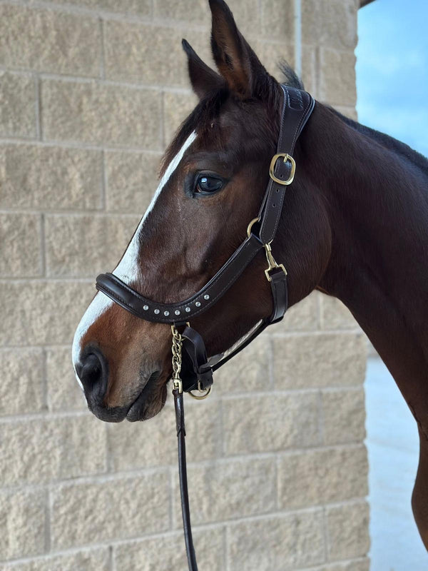Cabestro Ducros – Elegancia y comodidad por Céliana Equestrian