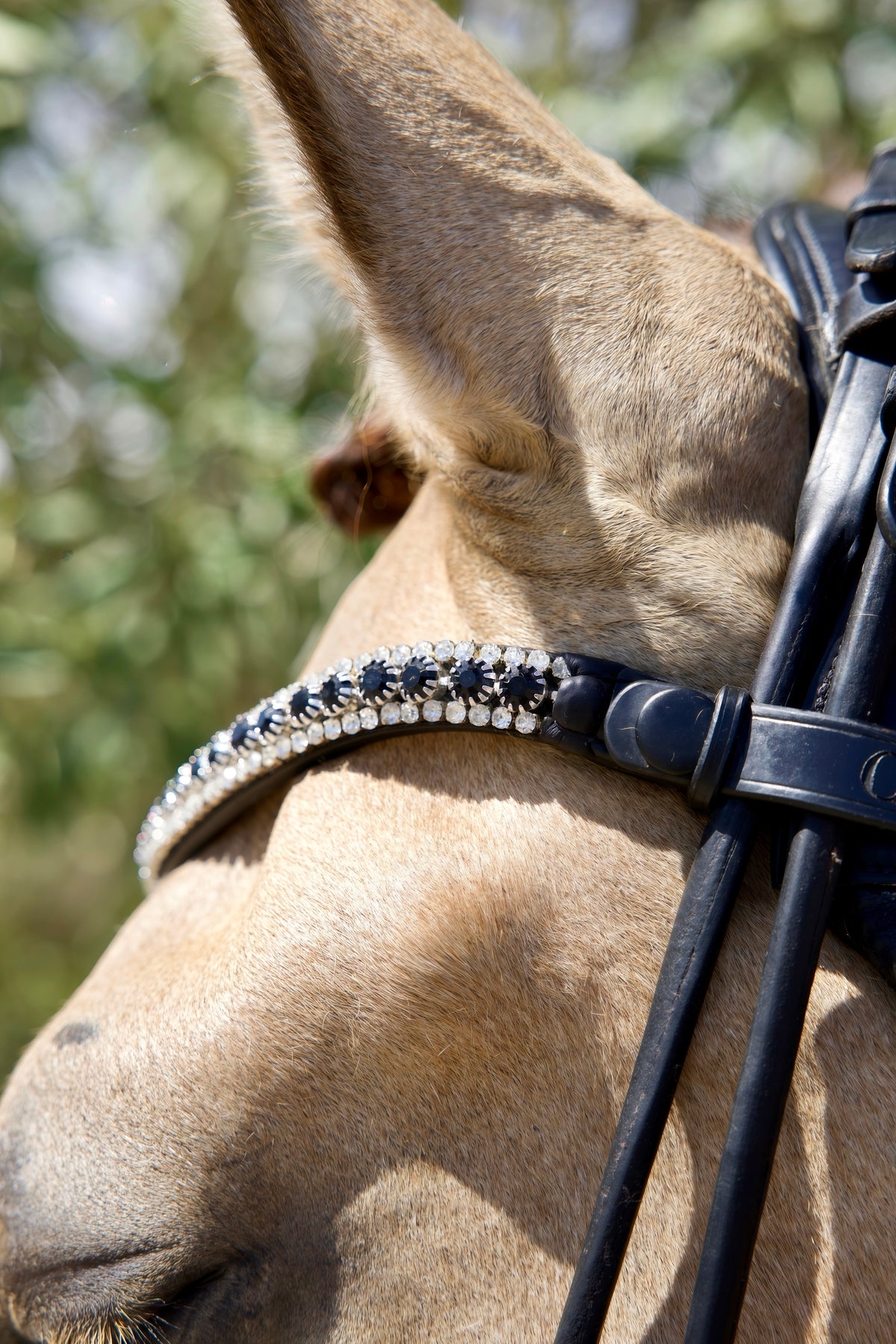 Frontalera Cristal Prestige en negro con cristales, sobre caballo de capa clara con cabezada de cuero en exterior