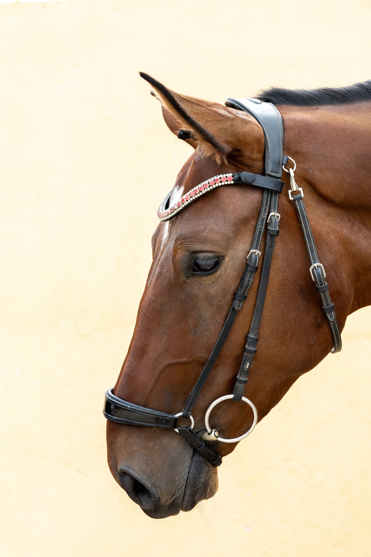 Cabeza de caballo bayo de perfil con Frontalera Cristal Prestige rosa y cabezada de doma de cuero negro