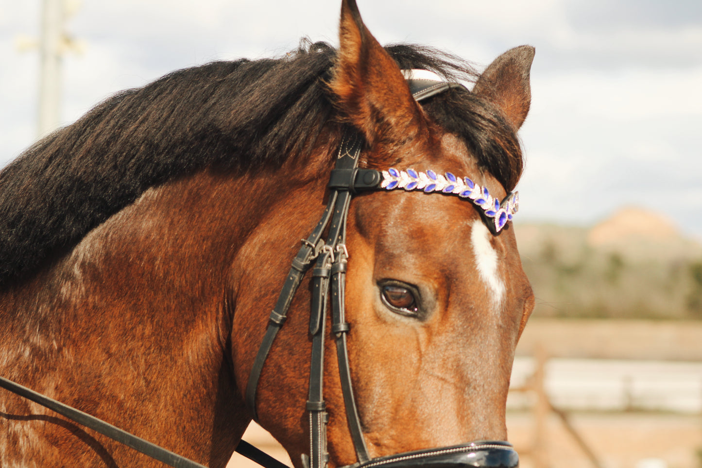 Frontalera ecuestre azul marino con cristales vista lateral en caballo – Celiana Equestrian